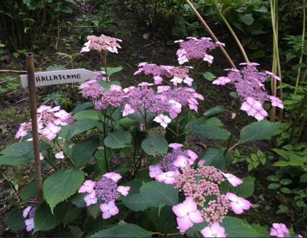Hydrangea serrata Hallaflame