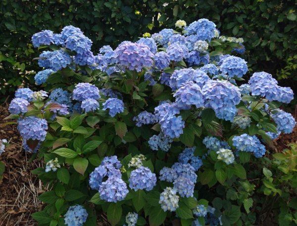 Hydrangea serrata 'Vi-ola'