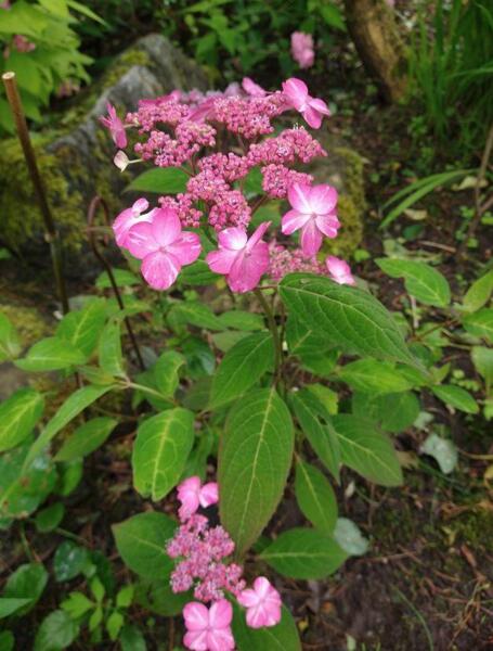 Hydrangea serrata 'Hyuga Shibori'