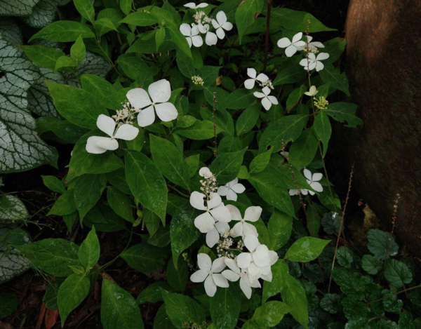 Hydrangea serrata 'Kinrei'