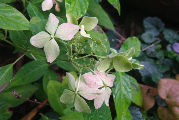 Hydrangea serrata 'Kinrei' - efter blomstring, randblomster falmer grønt.