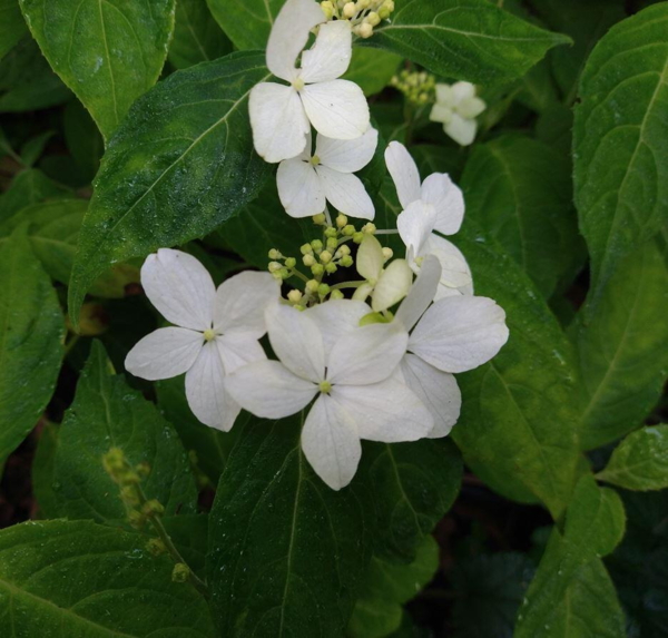 Hydrangea serrata 'Kinrei'