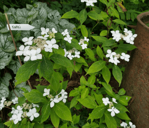 Hydrangea serrata 'Kinrei'