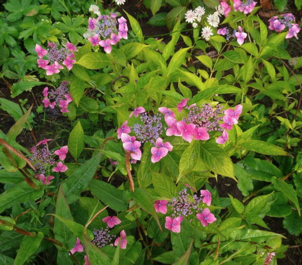 Hydrangea serrata 'Mariko'