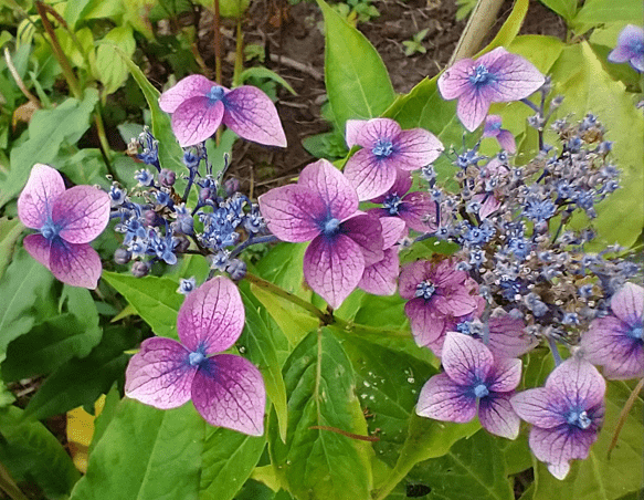 Hydrangea serrata 'Mariko'