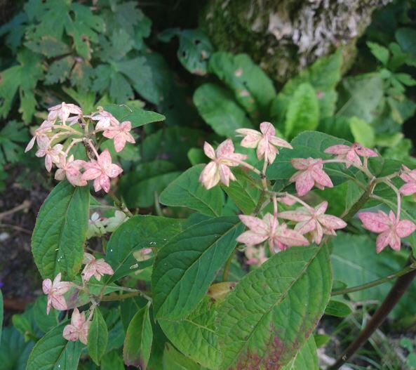 Hydrangea serrata 'Prolifera'