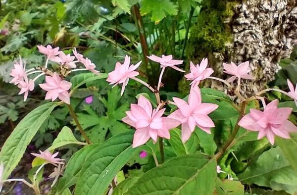 Hydrangea serrata 'Prolifera'