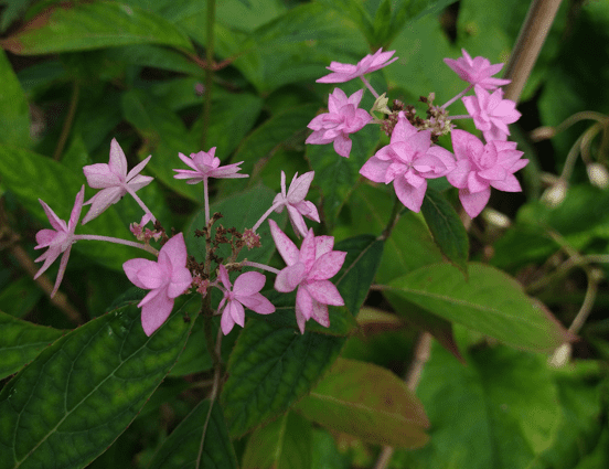 Hydrangea serrata 'Prolifera'