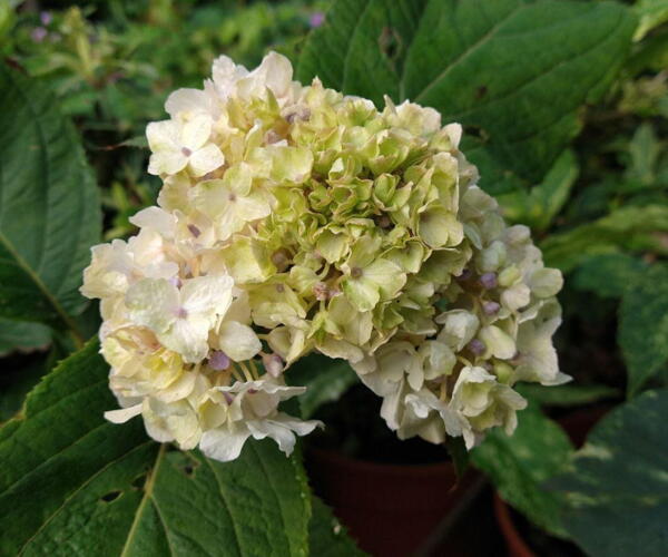 Hydrangea involucrata 'Sterilis'