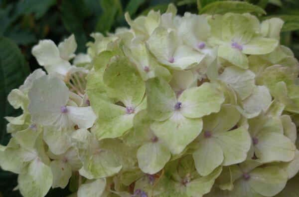 Hydrangea involucrata 'Sterilis'