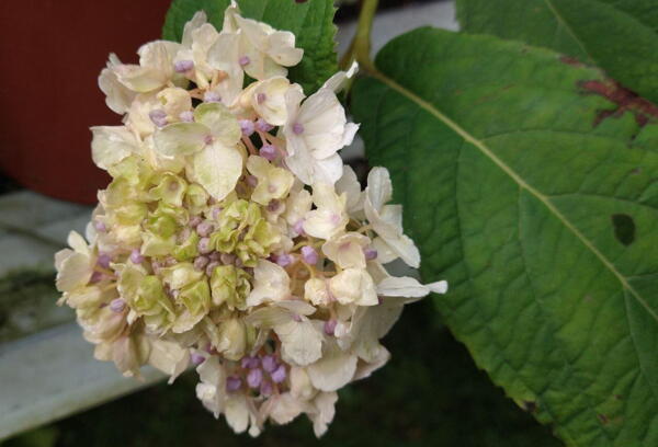 Hydrangea involucrata 'Sterilis'