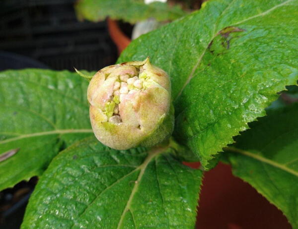 Hydrangea involucrata 'Sterilis' i knop