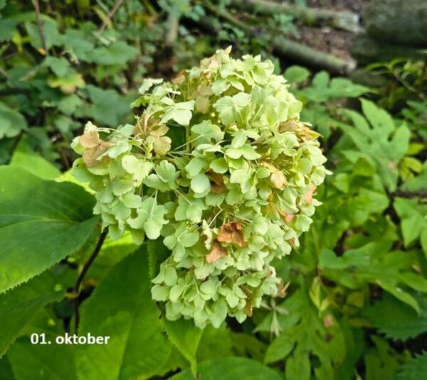 Hydrangea involucrata 'Sterilis' 1. oktober