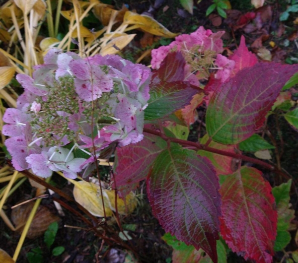 Hydrangea x 'Zoe' i efterårsfarver