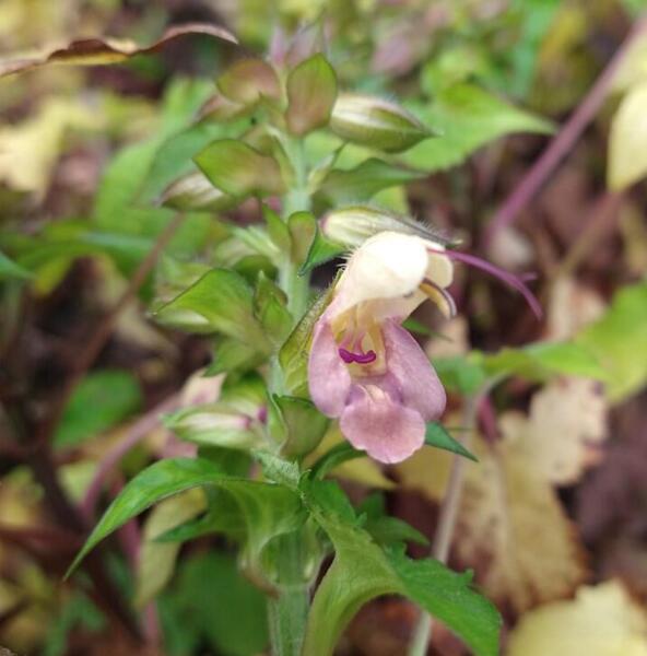 Salvia nipponica 'Momoiro'
