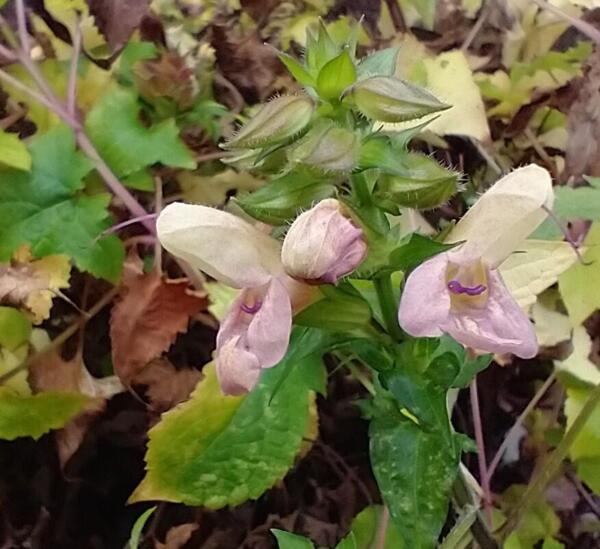 Salvia nipponica 'Momoiro'