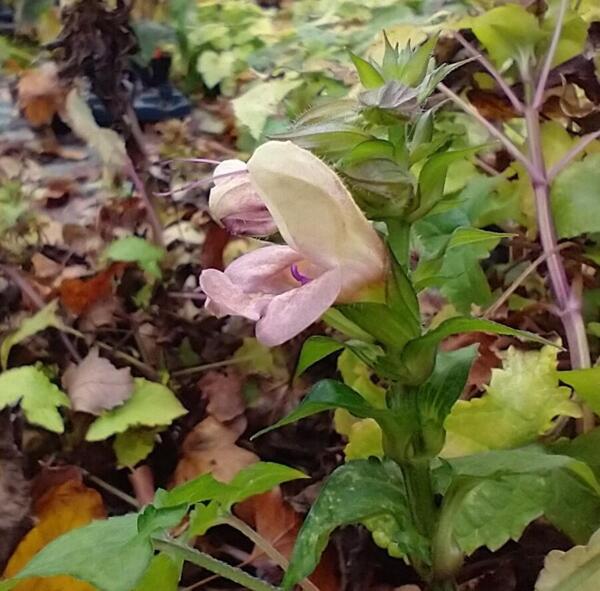 Salvia nipponica 'Momoiro'