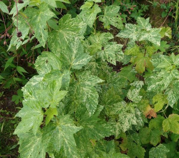 Ribes nigrum - brogetbladet solbær