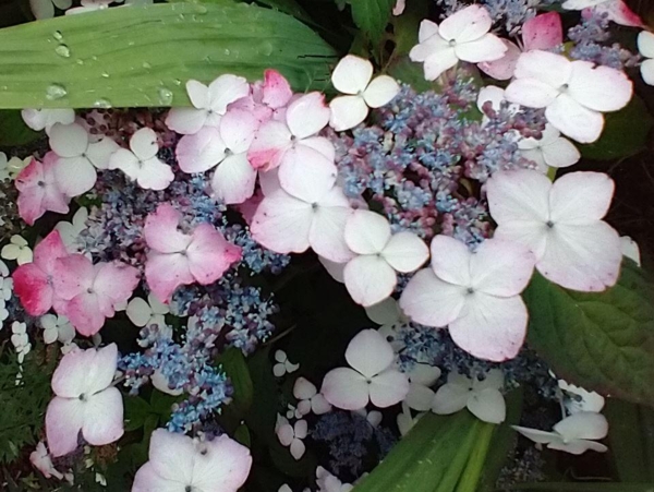 Hydrangea serrata 'Beni-Gaku'