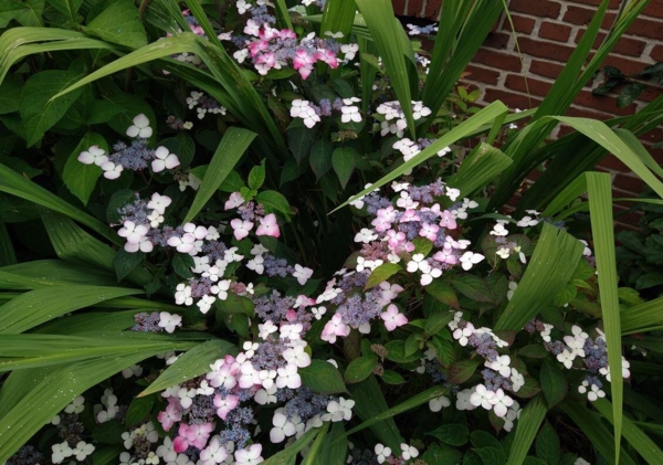 Hydrangea serrata 'Beni-Gaku' der vokser sammen med en Montbretie :-)