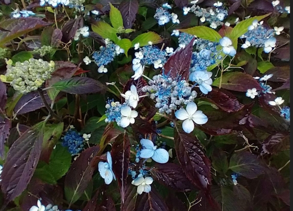 Hydrangea serrata 'Blue Billow'  der vokser i nogen sol, og har fået mørke flotte blade.