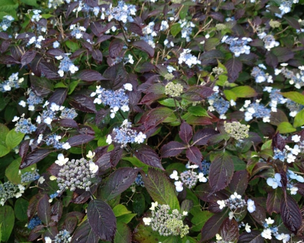 Hydrangea serrata 'Blue Billow'  der vokser i nogen sol, og har fået mørke flotte blade.
