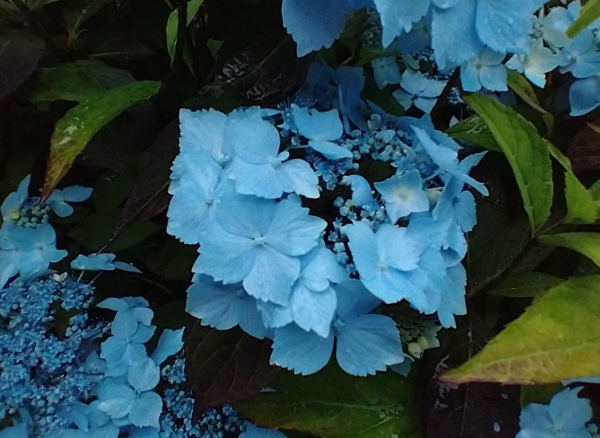 Hydrangea serrata 'Blue Deckle'