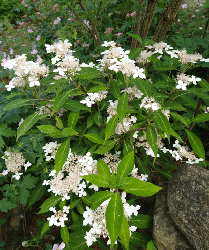 Hydrangea serrata 'Dwarf White'