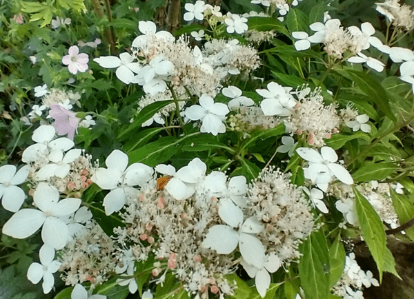 Hydrangea serrata 'Dwarf White'