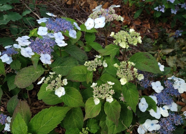 Hydrangea serrata 'Hviid'