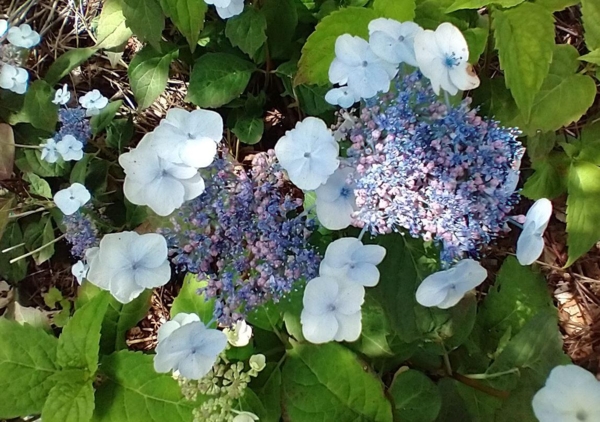 Hydrangea serrata 'Hviid'