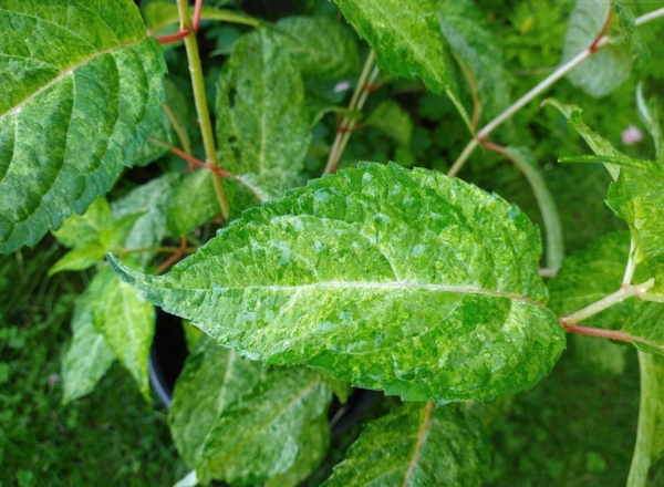 Hydrangea serrata 'O'amacha Nishiki'