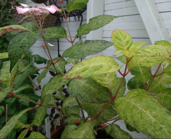 Hydrangea serrata 'O'amacha Nishiki'