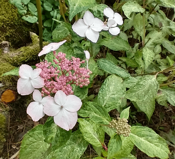 Hydrangea serrata 'O'amacha Nishiki'