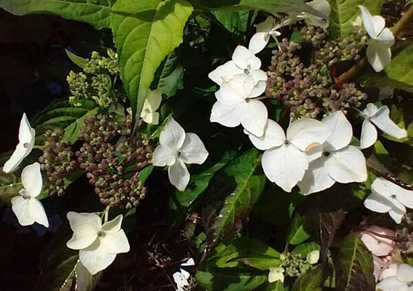 Hydrangea serrata 'Odoriko Amacha