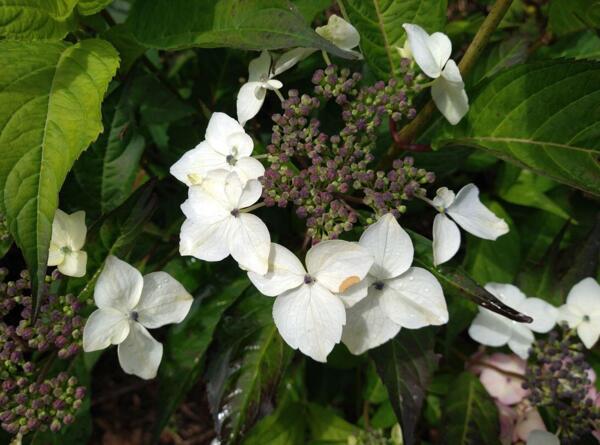 Hydrangea serrata 'Odoriko Amacha