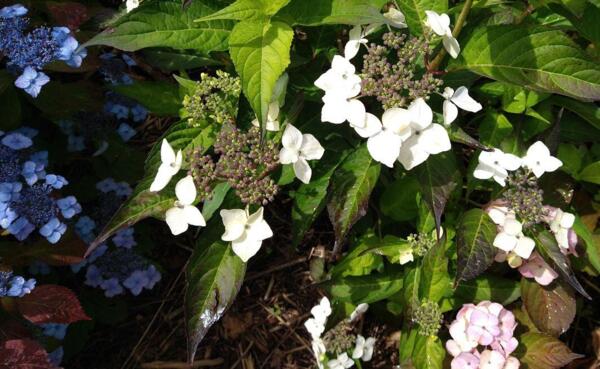 Hydrangea serrata 'Odoriko Amacha