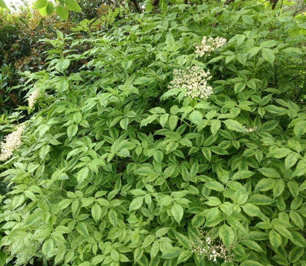Sambucus nigra 'Marmorata'