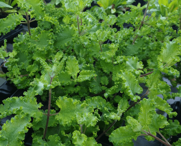 Teucrium scorodonia 'Crispum'