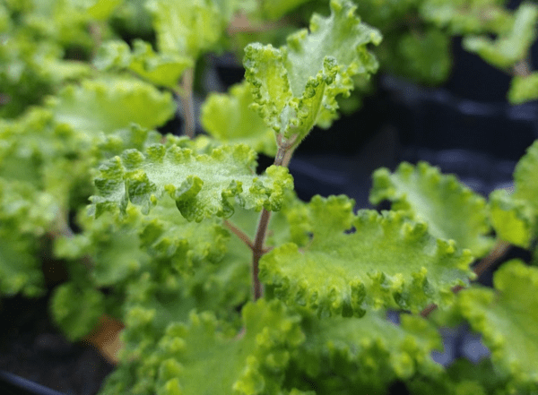 Teucrium scorodonia 'Crispum'