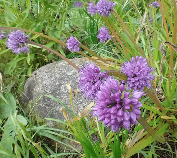 Allium sp.
