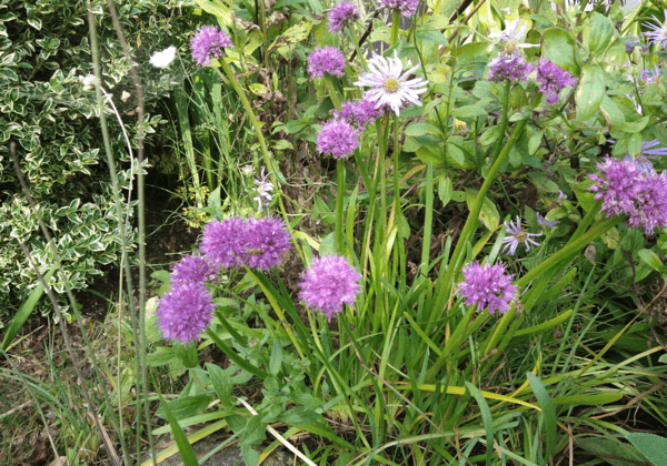 Allium sp.