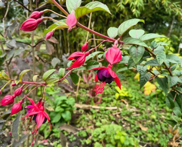 Fuchsia 'Lady Boothby'
