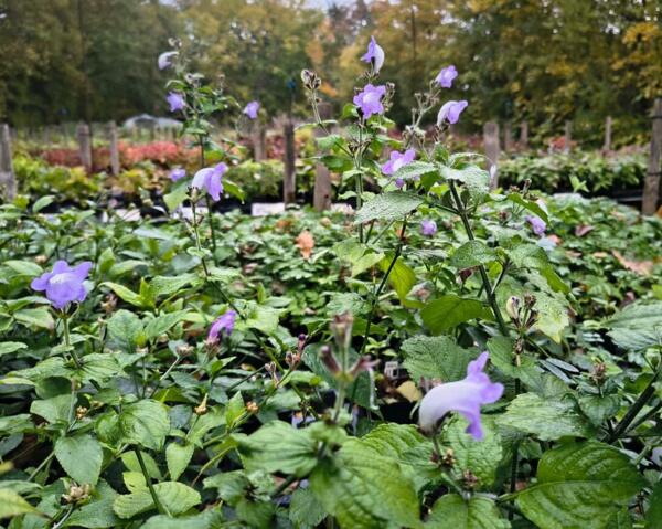 Strobilanthes atropupurea 'Bicolor'