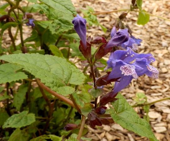 Meehania fargesii v. radicans