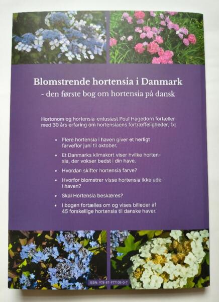 Blomstrende hortensia i Danmark af Poul Hagedorn