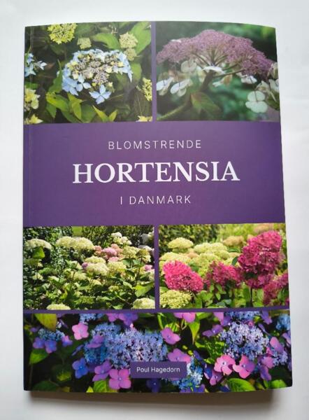 Blomstrende hortensia i Danmark af Poul Hagedorn