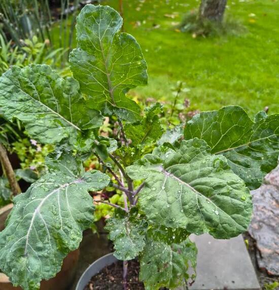 Brassica oleracea var. ramosa - frøformeret