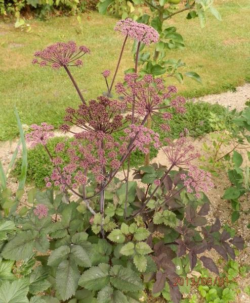 Angelica 'Vicar's Mead'