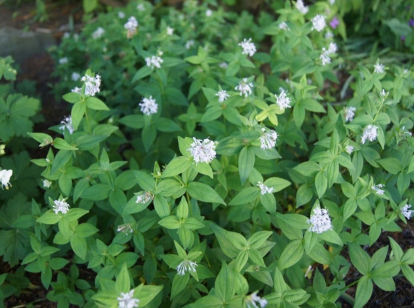 Asperula taurina var. caucasica